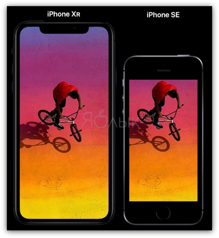 Сравнение размеров iPhone XR и iPhone SE