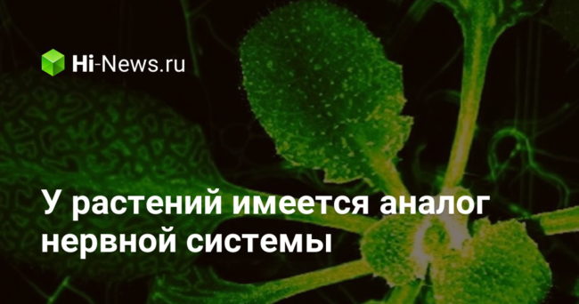 У растений имеется аналог нервной системы