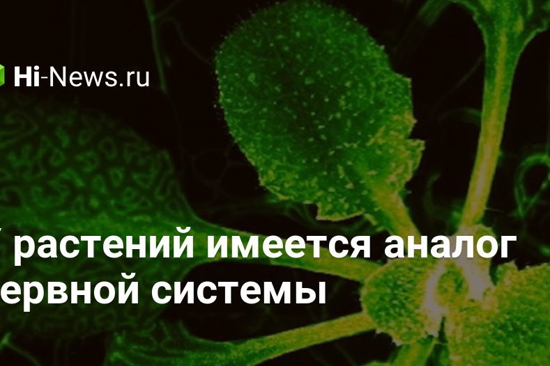 У растений имеется аналог нервной системы
