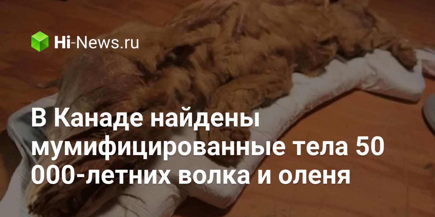 В Канаде найдены мумифицированные тела 50 000-летних волка и оленя