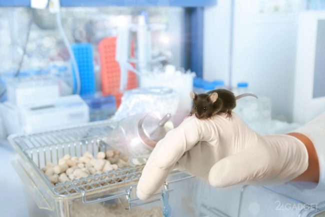 Учёные нашли революционный способ борьбы с кокаиновой зависимостью