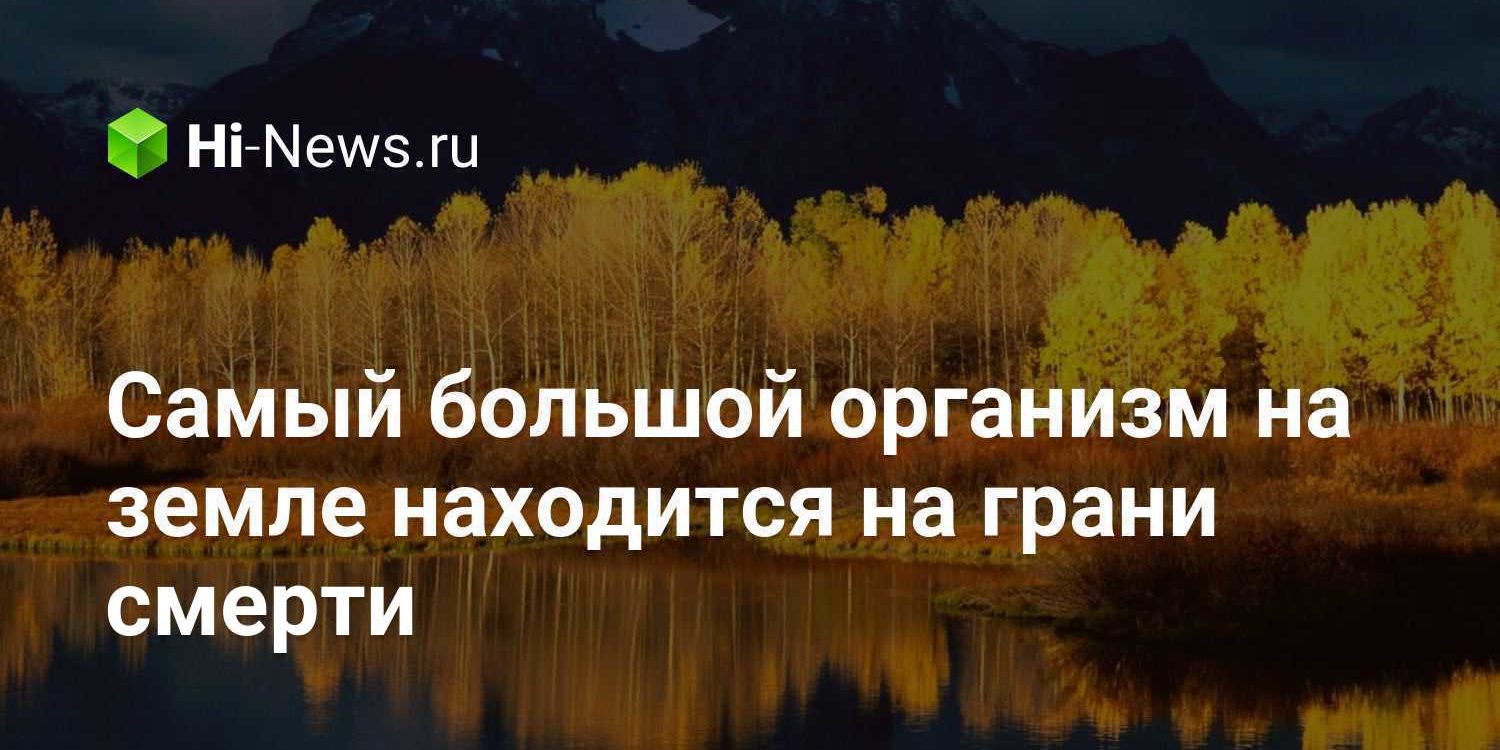 Самый большой организм на земле находится на грани смерти