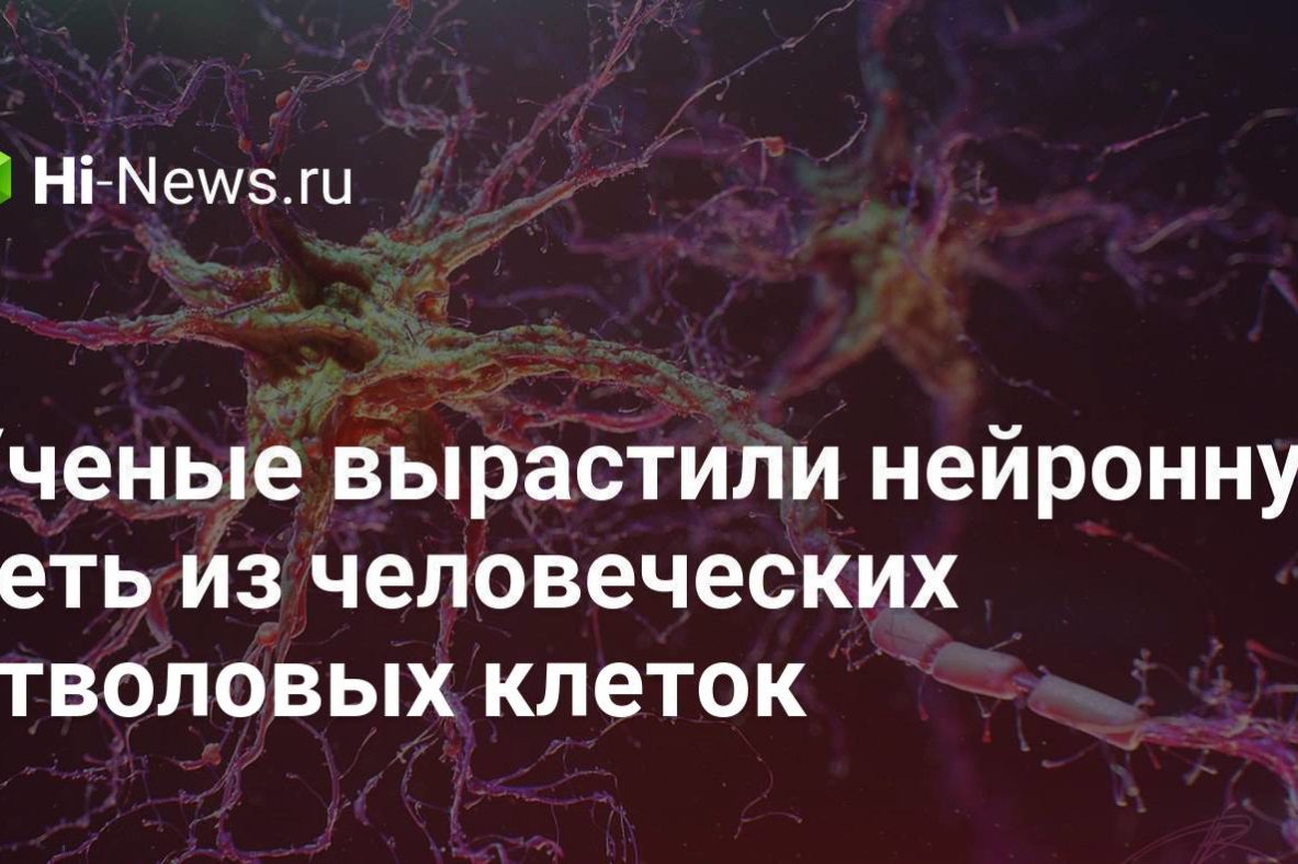 Ученые вырастили нейронную сеть из человеческих стволовых клеток