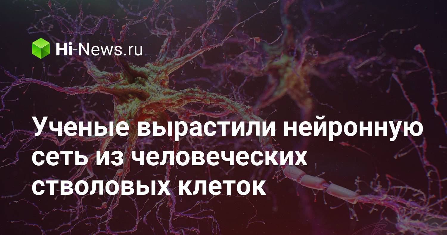 Ученые вырастили нейронную сеть из человеческих стволовых клеток