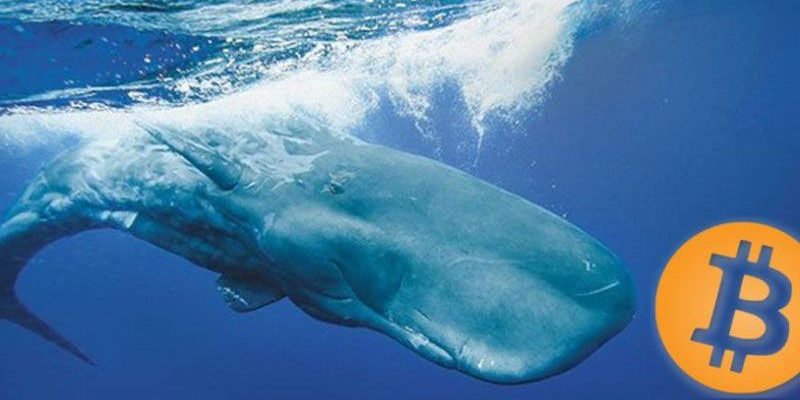 «Киты» пришли на крипторынок, чтобы поднять BTC