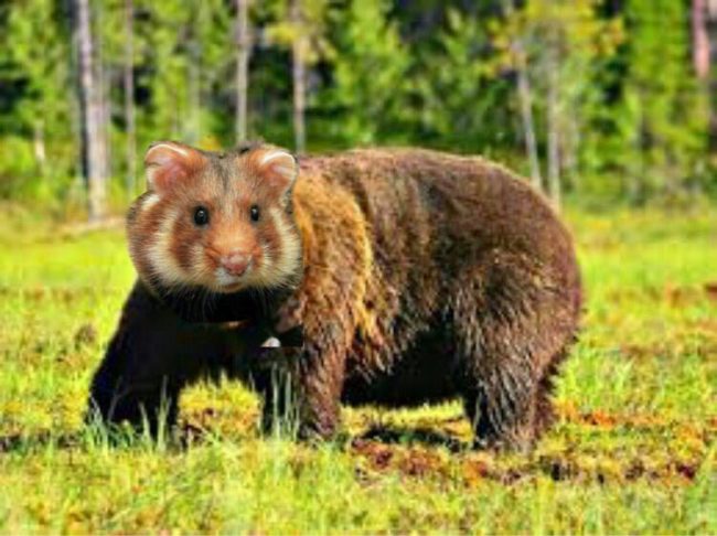 Парфюм с запахом горелой шерсти: дополняем образ владельца Ripple (мемы)