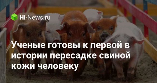 Ученые готовы к первой в истории пересадке свиной кожи человеку