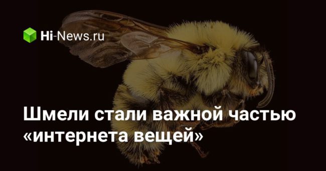 Шмели стали важной частью «интернета вещей»