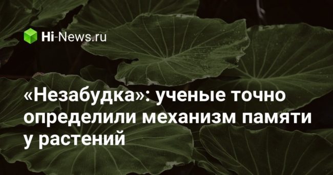 «Незабудка»: ученые точно определили механизм памяти у растений