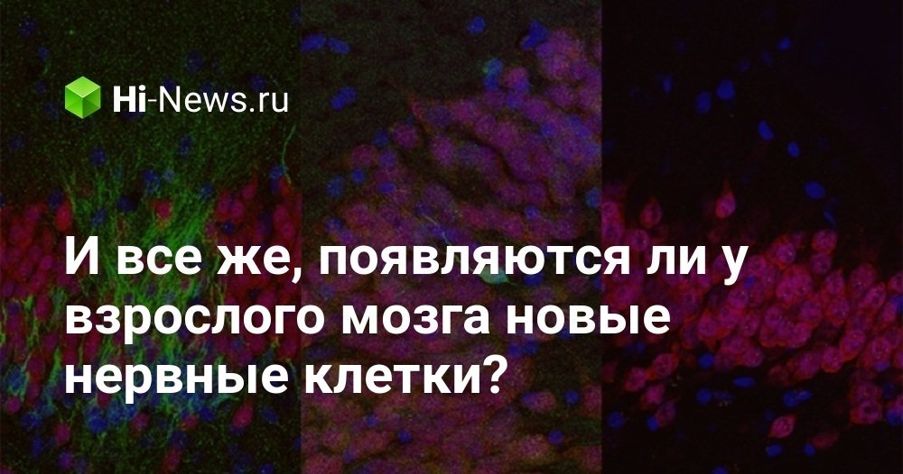 И все же, появляются ли у взрослого мозга новые нервные клетки?
