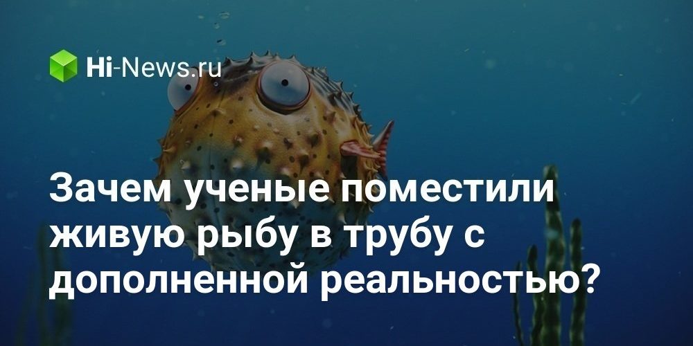 Зачем ученые поместили живую рыбу в трубу c дополненной реальностью?