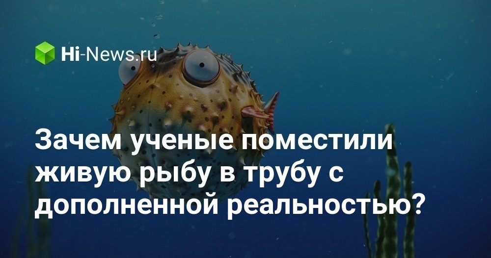 Зачем ученые поместили живую рыбу в трубу c дополненной реальностью?