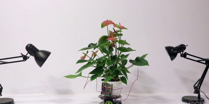 Elowan — растение-киборг из MIT (2 фото + видео)