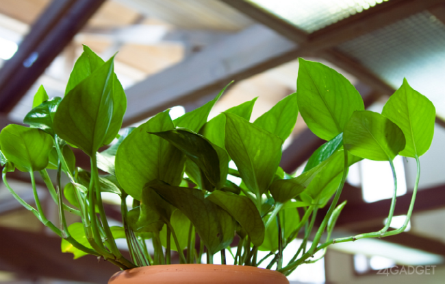 ГМО-растение очистит домашний воздух от вредных примесей (3 фото)