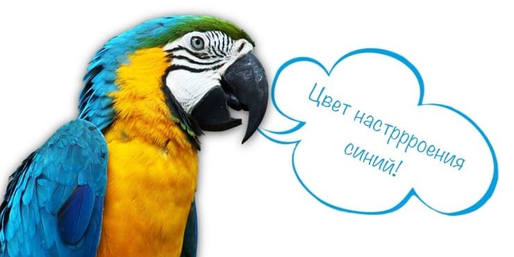 Говорящий попугай: какие птицы говорят, легче всего учатся и как научить говорить