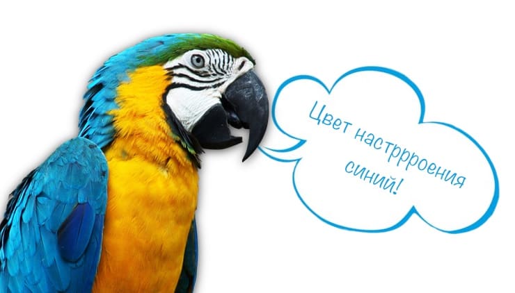 Говорящий попугай: какие птицы говорят и легче всего учатся