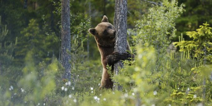 NASA создаст 3D-карту всех земных лесов (4 фото + видео)