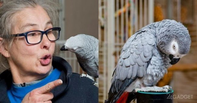 Проблемный попугай заказывает продукты с помощью Amazon Echo (3 фото + видео)