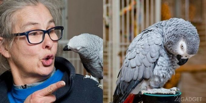 Проблемный попугай заказывает продукты с помощью Amazon Echo (3 фото + видео)