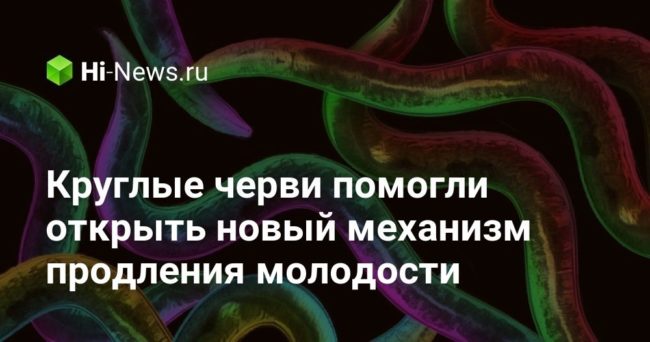 Круглые черви помогли открыть новый механизм продления молодости