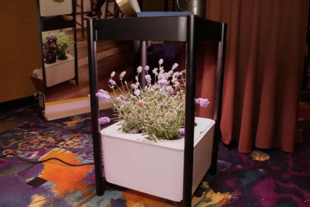 image-2019-01-11-at-8-44-39-am