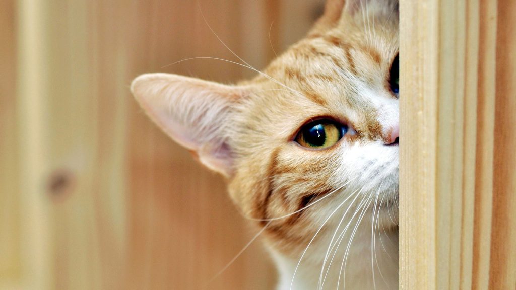 Ау, профит: окунаемся в «биткоин-прорубь» в ожидании булрана