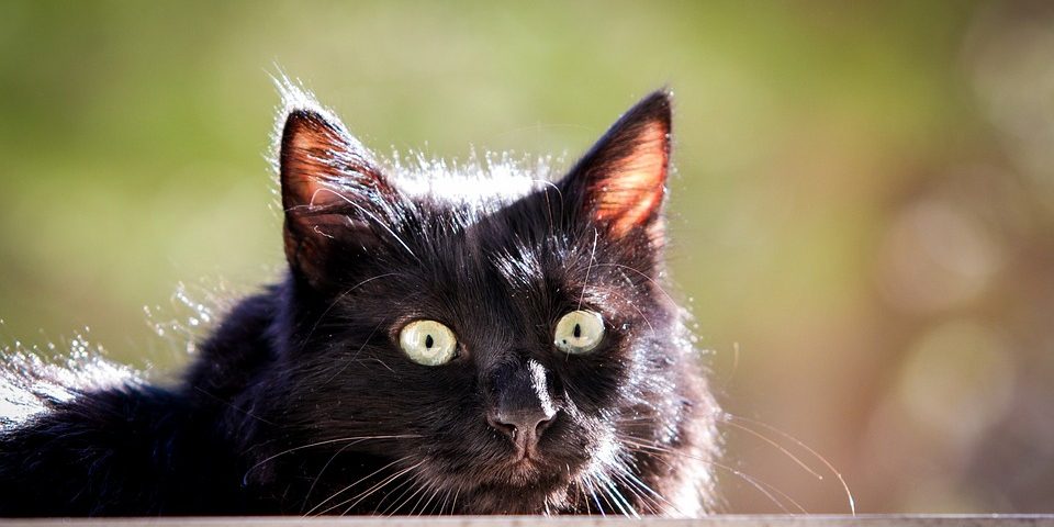 Торговать пьяным на бирже — к беде, и другие народные криптоприметы