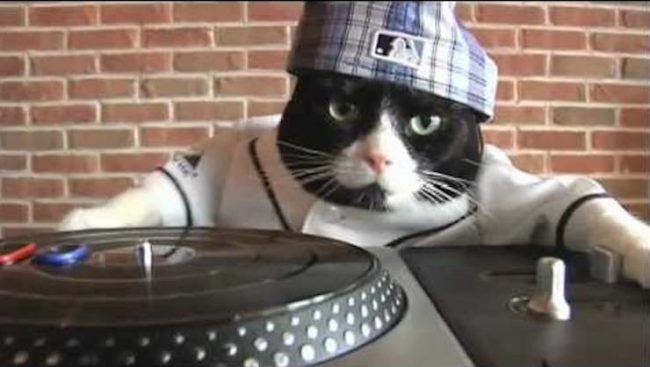 Как наложить автотюн на видео с вашим котом и собакой: новый тренд в соцсетях