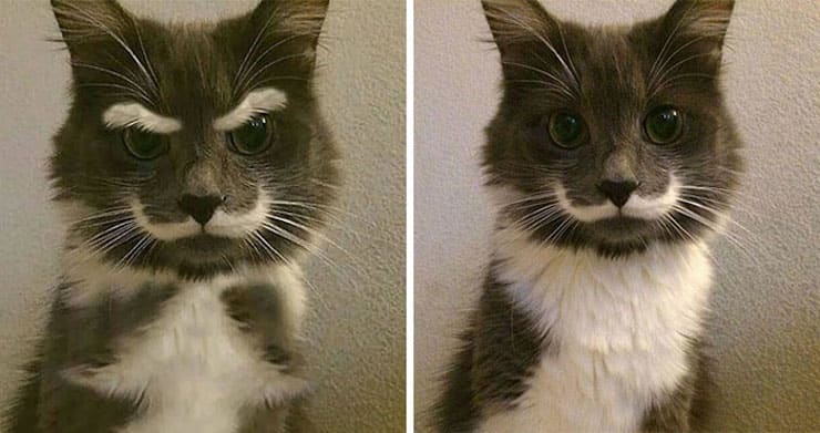 Кот с выразительными усами и бровями