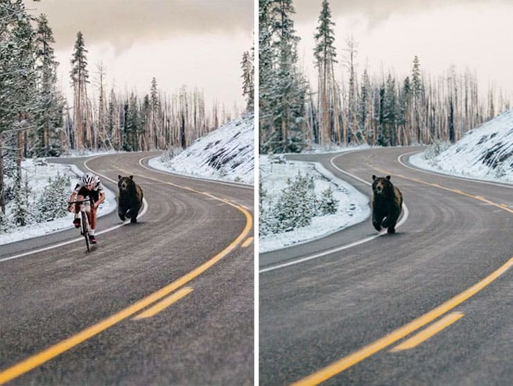 Преследующий велосипедиста медведь