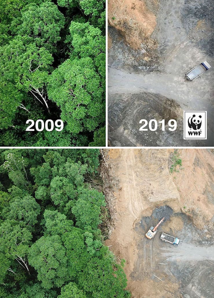 Результаты десятилетней вырубки леса