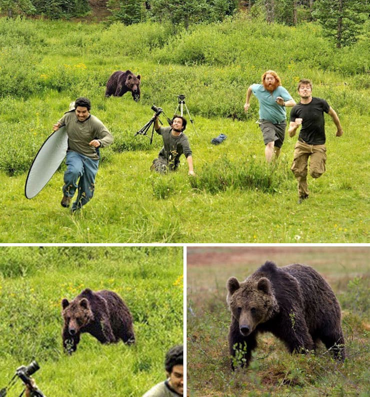 Медведь, преследующий фотографов канала National Geographic