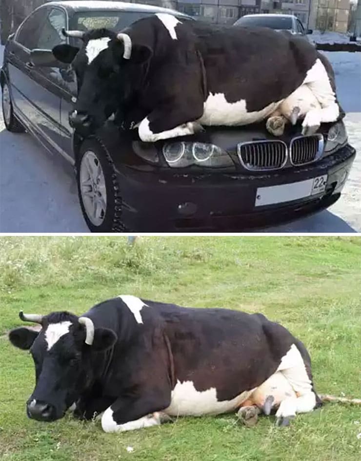 Лежащая на BMW корова