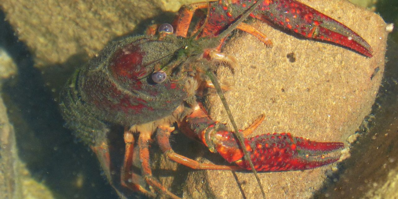 Ученые напечатали искусственную клешню, создающую ударные волны и плазму в воде