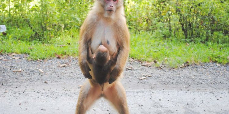 Рождены первые в истории макаки-резусы из спермы в замороженных яичках