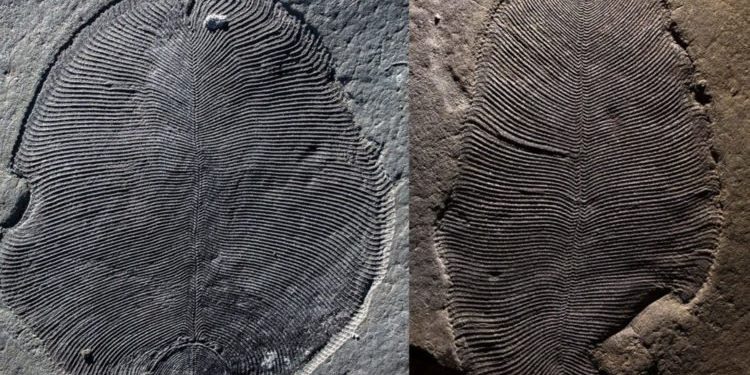 Ученые ошибались насчет внешнего вида одного из первых животных на Земле