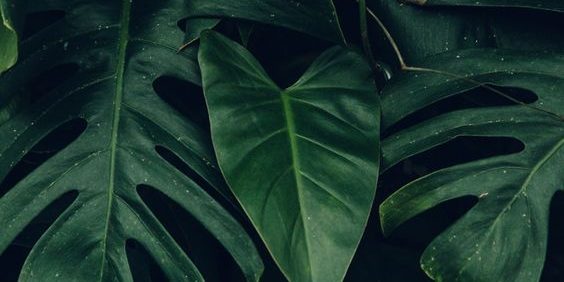 Красивые обои с тропическими лесами на iPhone