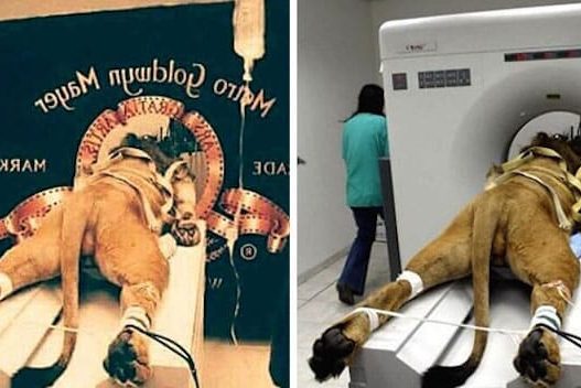 30 самых знаменитых фейковых фото, в которые вы могли поверить