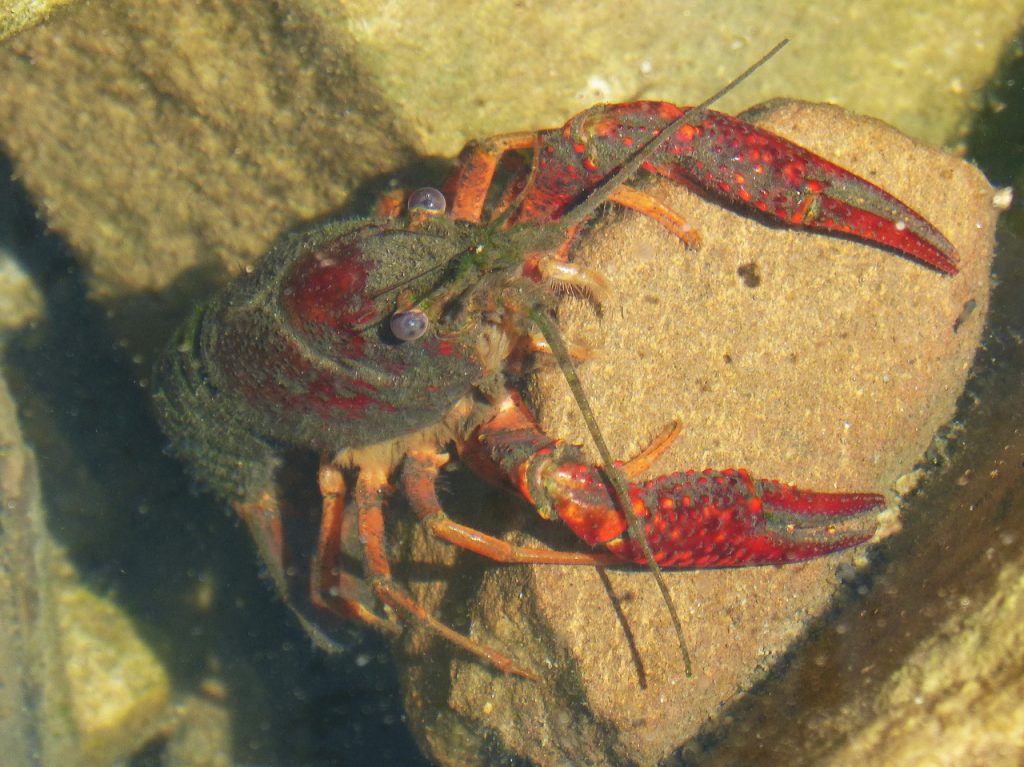 Ученые напечатали клешню рака, создающую плазму в воде