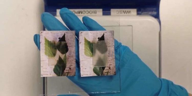 В будущем здания будут строить из прозрачной древесины. Технологии готовы!