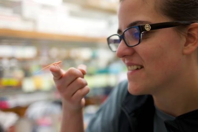 Создана первая в истории генетически модифицированная рептилия