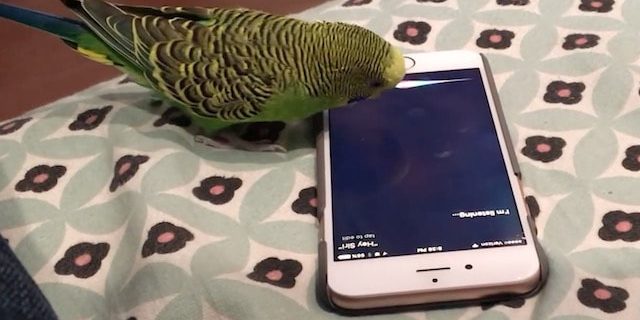 Волнистый попугайчик активирует голосом Siri на iPhone (видео)