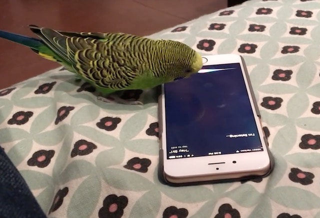 Волнистый попугайчик активирует голосом Siri на iPhone (видео)