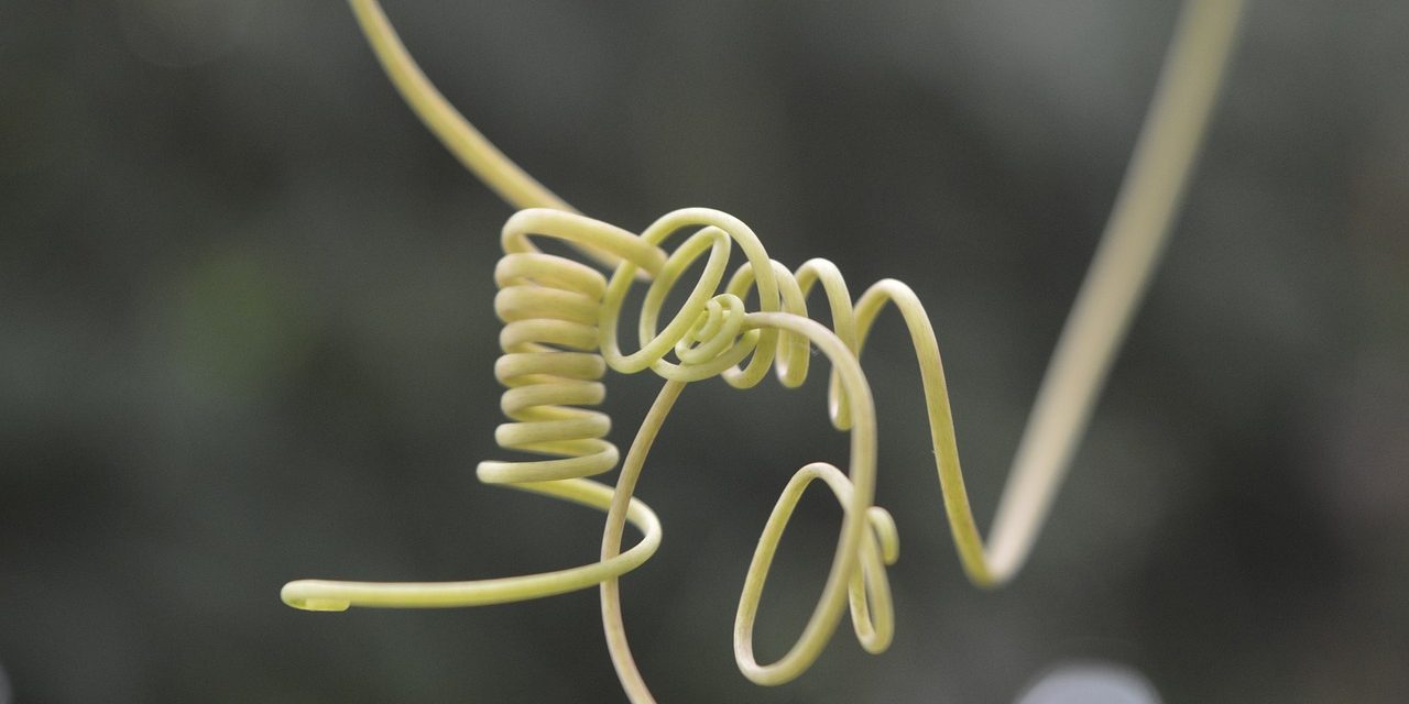 В Италии ученые создали робота Plantoid в виде гибкого растения