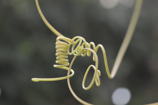 В Италии ученые создали робота Plantoid в виде гибкого растения