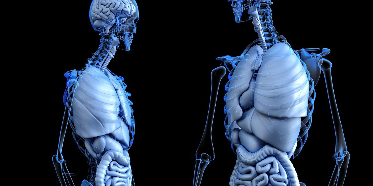 В США ученые напечатали модель легких и клетки печени с разветвленными сосудами