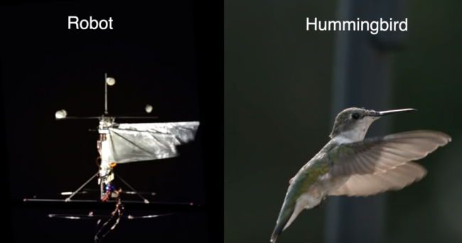 Ученые разработали отслеживающего высоту рельефа робота-колибри