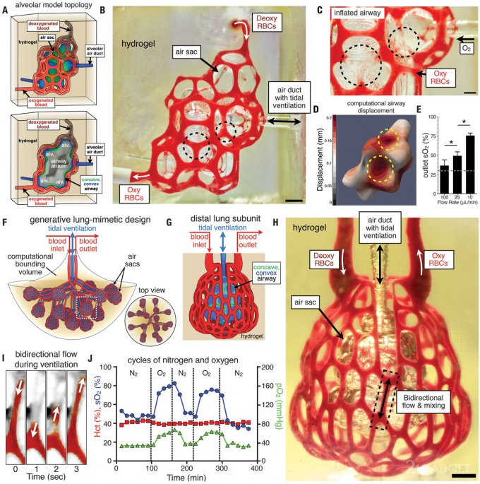 Впервые человеческие лёгкие напечатали на 3D-принтере (2 фото + видео)