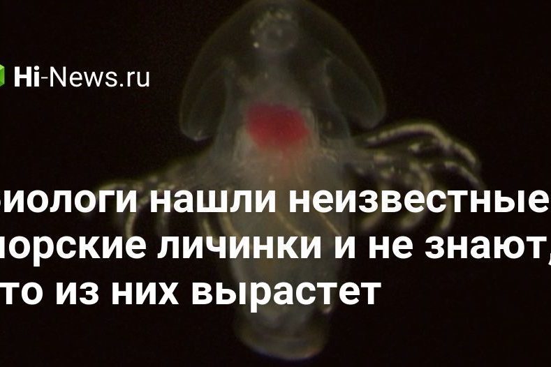 Биологи нашли неизвестные морские личинки и не знают, что из них вырастет