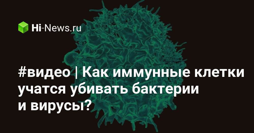 #видео | Как иммунные клетки учатся убивать бактерии и вирусы?